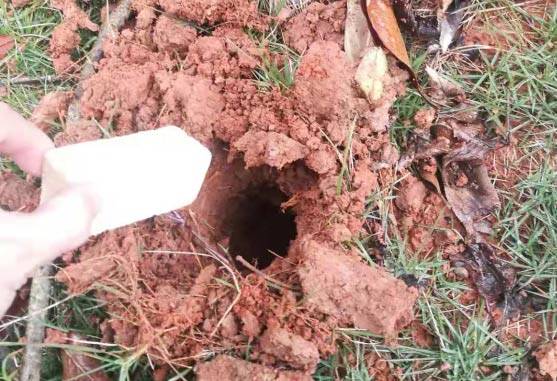 地被与草坪边线的处理