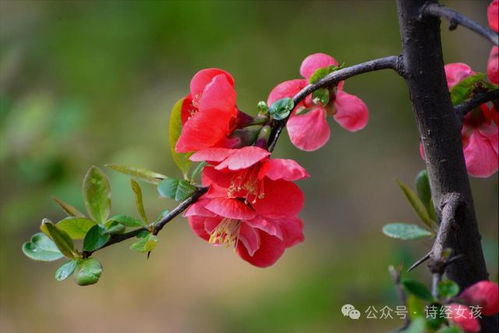 贴梗海棠， 娇艳动人