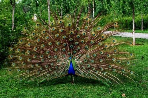 大孔雀和小孔雀嫩一起养吗？揭秘孔雀的奥秘