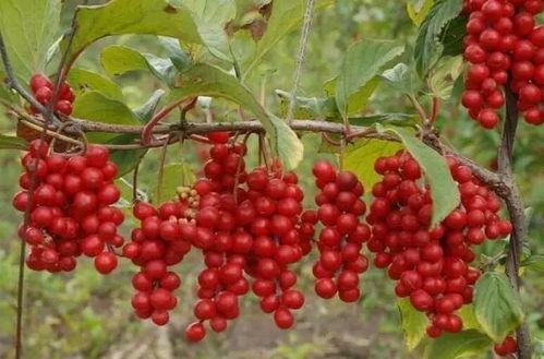 五味子种植的黄金时期揭秘，别再走弯路啦！