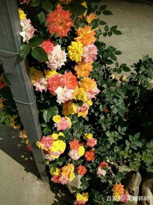 月季花：美丽与功效的交融