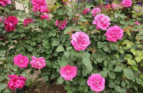 一、夏天浇水频率