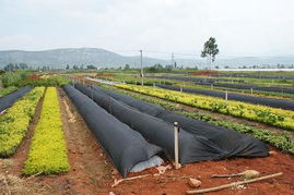 一、 苗木基地的蓬勃发展