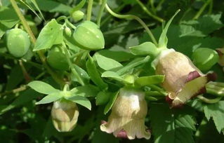 海拔每升高100米， 育苗延后3天