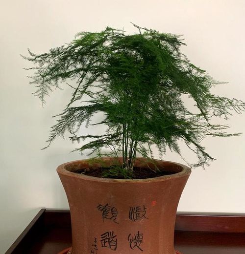 文竹怎么浇水才能长得旺盛？