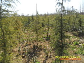 园艺店：园艺店里的品种比较齐全...