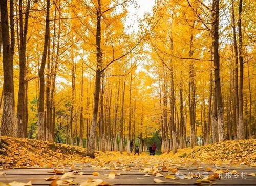 室内种植：需要注意的小细节