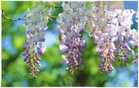 一、紫藤是不是喜阴的呢？