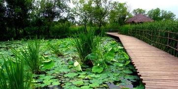 湿地里的绿色精灵：香蒲的奇妙世界