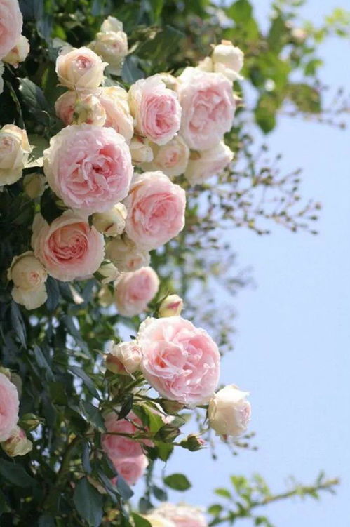 单花可开好久， 多季节重复开花