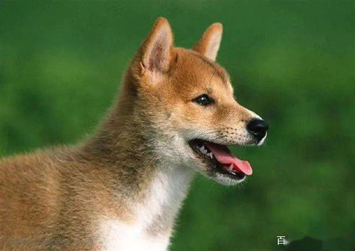 中华田园犬体型小，易受惊吓
