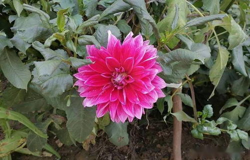 椰土作为扦插基质：可行吗？