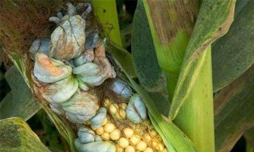 玉米种植与农药残留