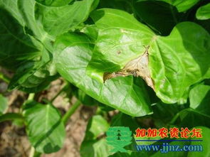 空心菜白锈病害防治的重要性