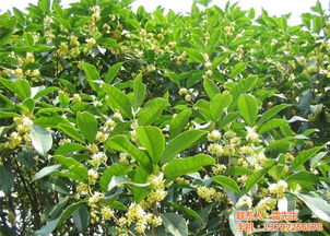 露地栽培， 防寒措施