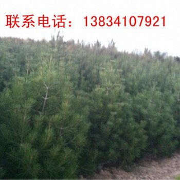 2米高侧柏， 价格不菲