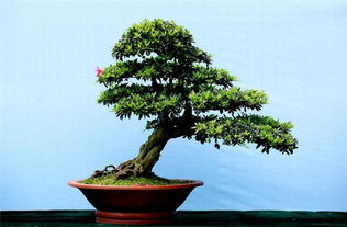 秋葵盆栽如何施肥才能长得更好？