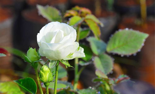 月季的换盆信号：你是否忽略了这些关键点？