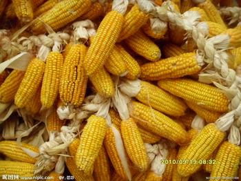 兔子饲料配料中，玉米、豆粕、麦麸、鱼粉等成分的比例分别是多少？