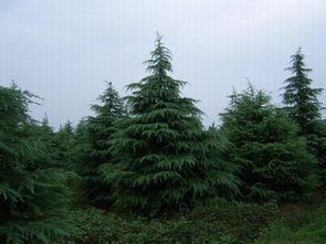 雪松修剪，四大技巧你get了吗？