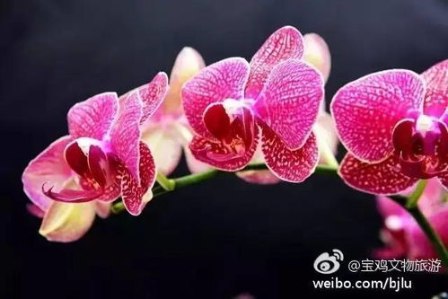 兰花/蝴蝶兰，爆款花卉，价格实惠抢购！