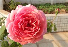 撒玛利亚月季， 美得让人陶醉