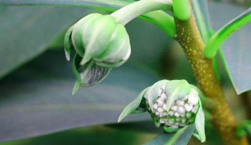 绿萝花茶有什么功效？它的作用你知道吗