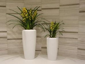 成者阝租花草的价格之谜