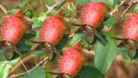 种樱桃就像养孩子， 急不得恼不得