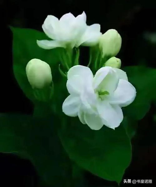 茉莉花中蕴含的香气和象征意义，您能详细解释一下吗