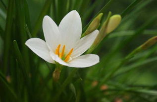 葱兰繁殖的Zui佳时光揭秘