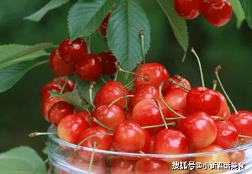 露天樱桃一亩地能赚多少钱？揭秘收益