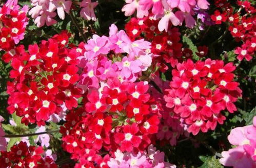 3. 网红选手：朋友圈点赞收割机