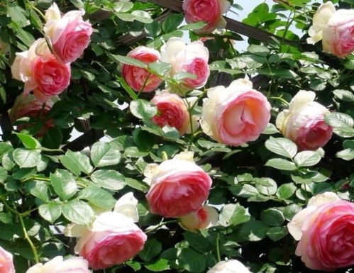 月季发芽越多， 开花也会越多