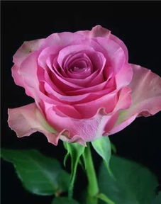 白色宝石月季， 美得像童话里的星星