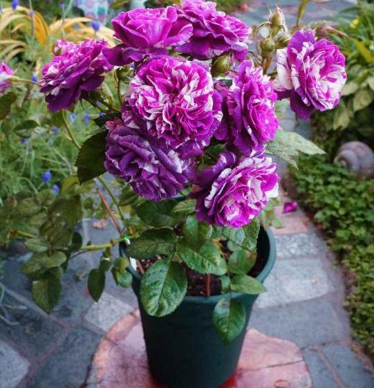 春天买牙签苗，养护有技巧