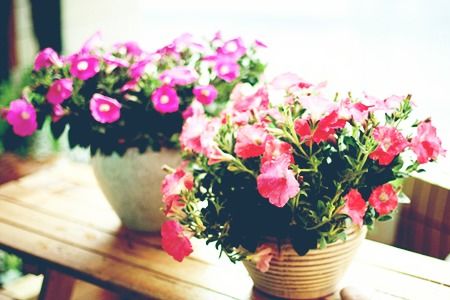 花也抱怨，人也抱怨