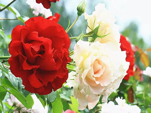 月季花，大美南阳