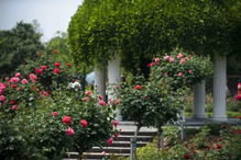 月季园里的秘密