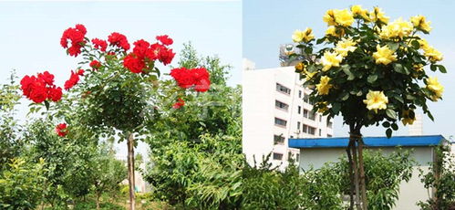 形状独特、 高贵典雅