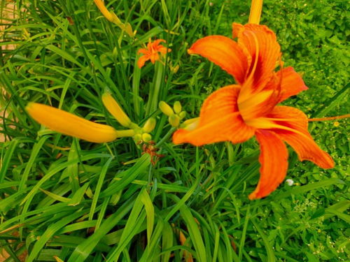 科学养护， 让萱草开花不是梦