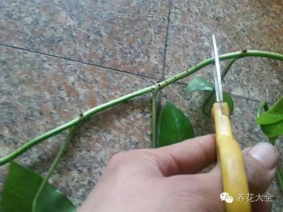 用多菌灵要注意啥？