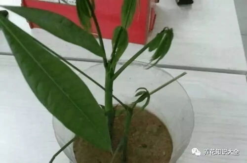 发财树分株繁殖，扦插新枝成活快