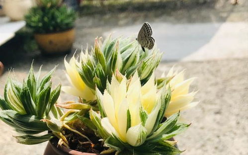 肥料大揭秘：鱼内脏、香蕉皮，还有牛奶？