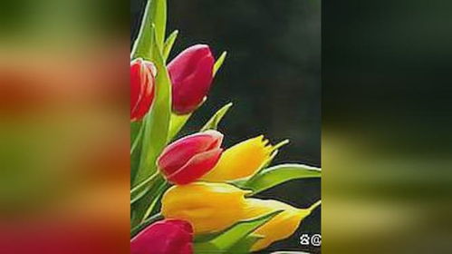 家养郁金香开花时间是多久？养护方法有哪些