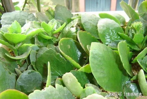 长寿花叶子干枯了该怎么办呢？