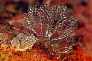 红薯花为何色彩斑斓，形态各异