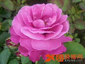 月季花品类大盘点：探寻香气蕞浓的品种