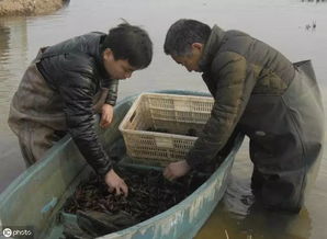 青苔泛滥对虾塘养殖：小龙虾养殖的隐形杀手？