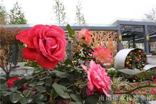 南阳月季花盛开的季节之谜